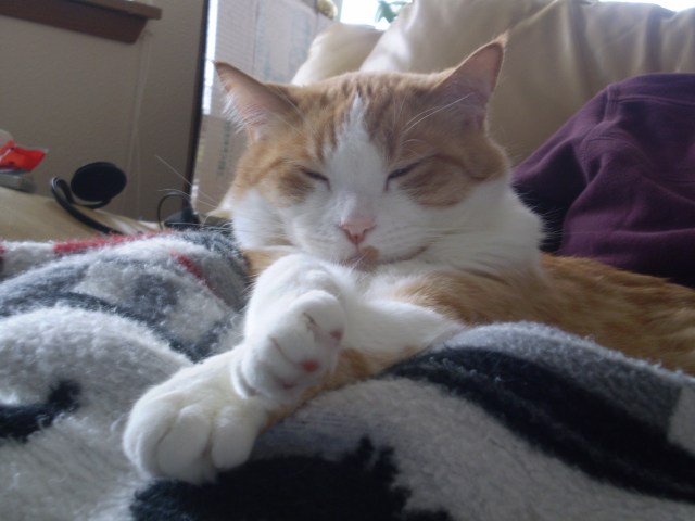 An orange and white cat curled up on a blanket and facing the camera.