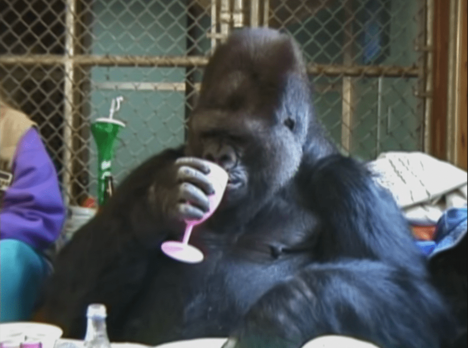 Koko, a western lowlands gorilla, drinking out of a plastic chalice. 