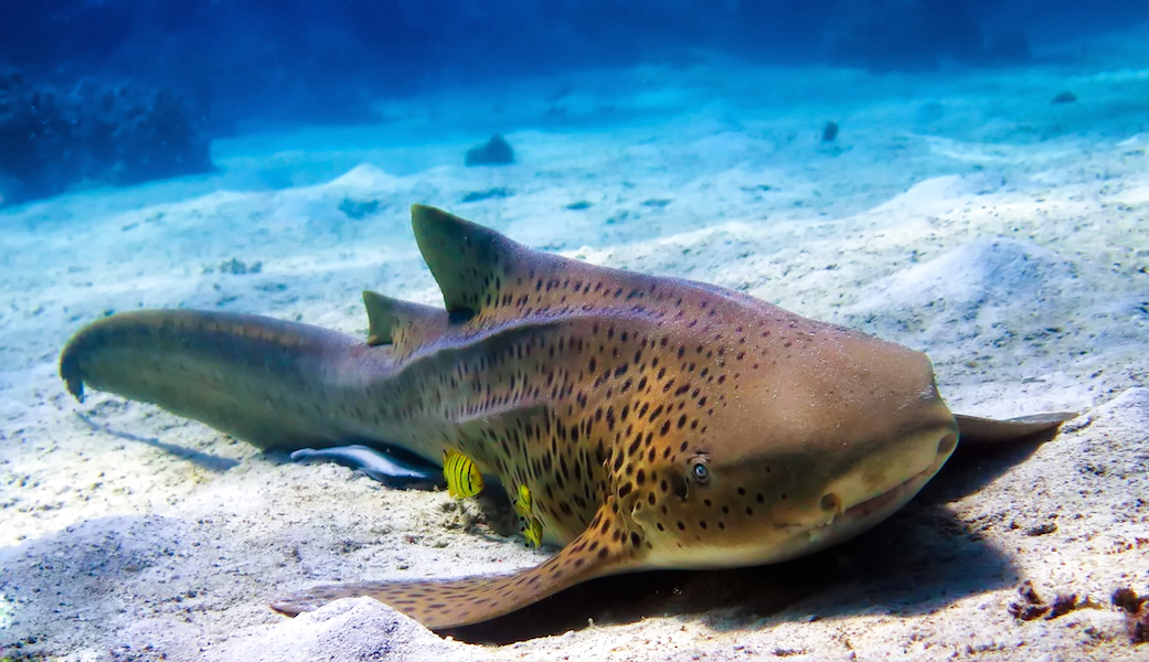 A zebra shark in Madagascar. Via shutterstock.