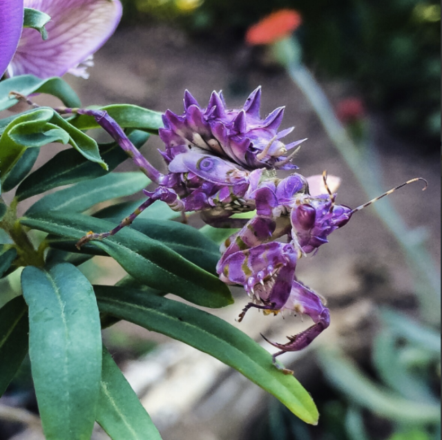 an insect that looks like a flower