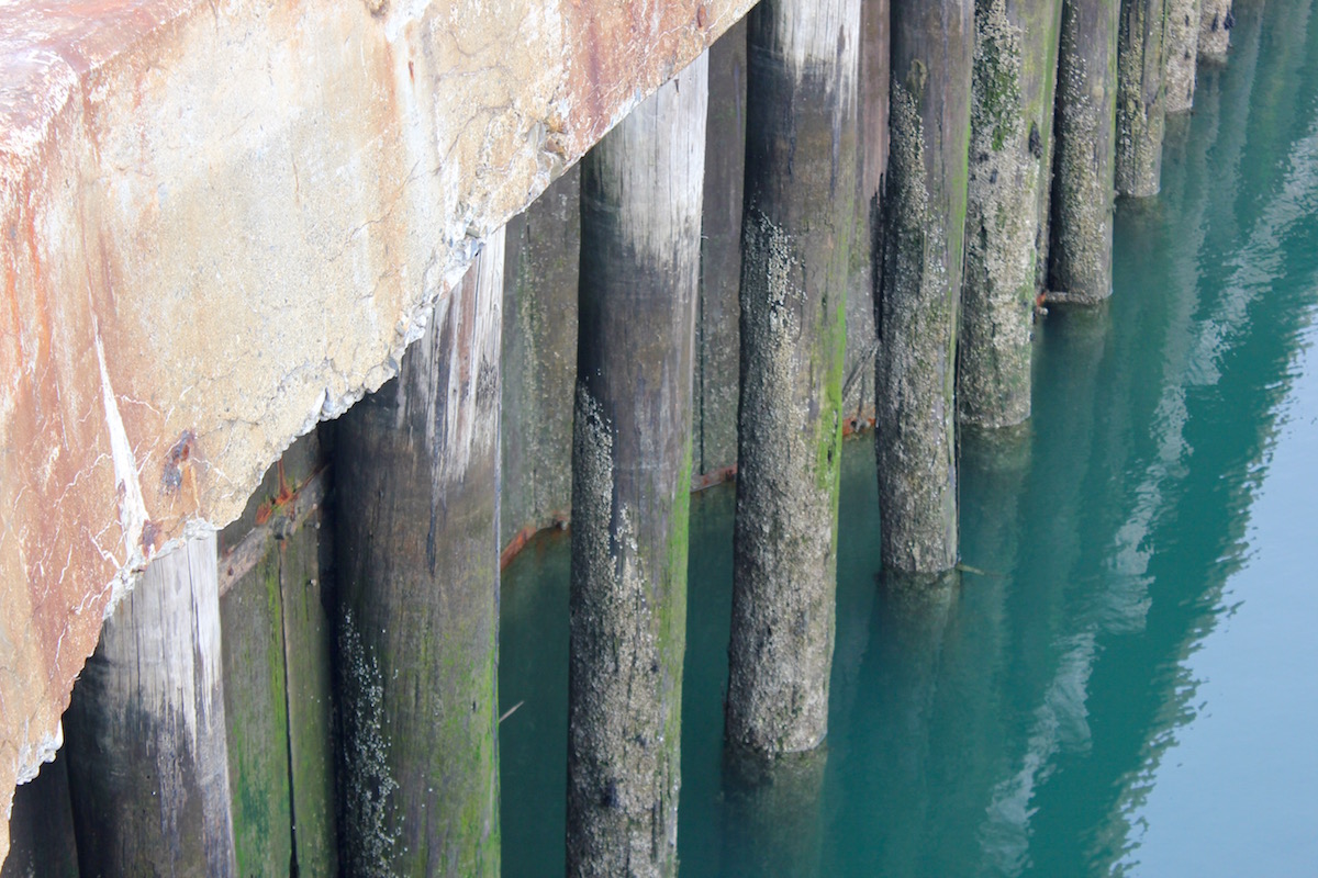 Wood planks in the water showing signs of decay.