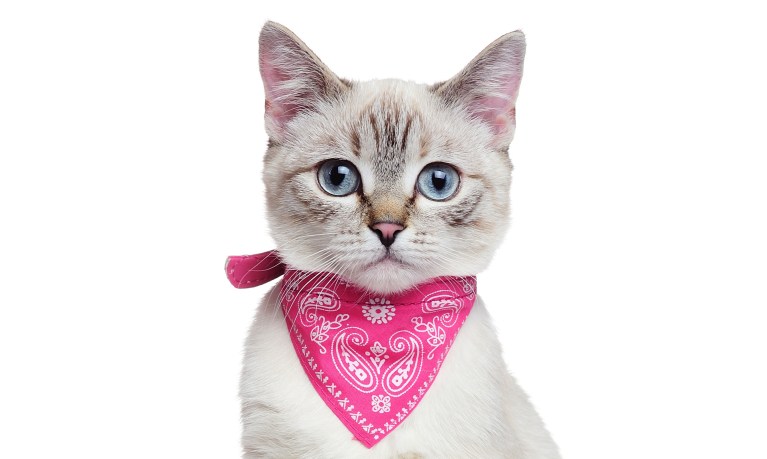 9 Lesbian Ways to Wear a Bandana