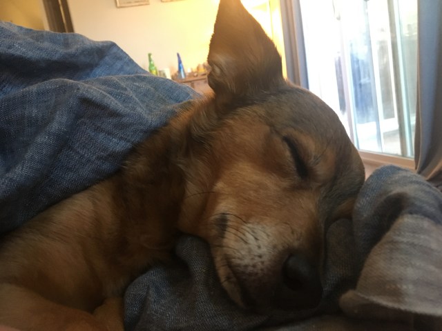 My chihuahua mix, Cyrus, sleeping in bed