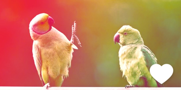 Insta Crush: Femme Birds Are a Diverse Flock With Big Magic