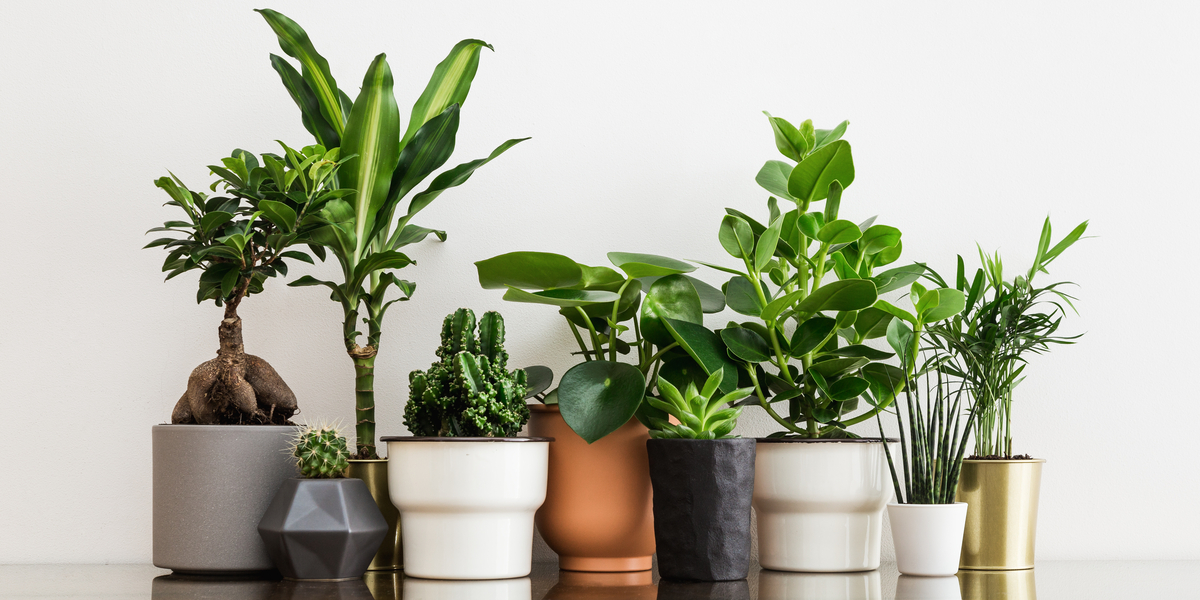 What Kind of Houseplant You Should Get Depending On Your Flavor of Lesbianism