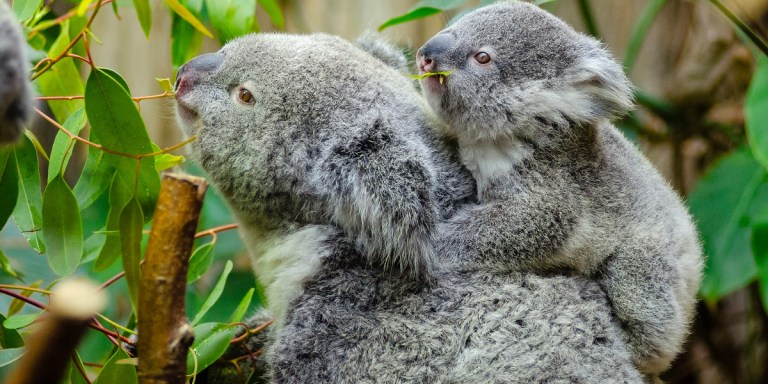 Also.Also.Also: Fighting Facebook and Helping Koalas and More Actionable Items for Your Week