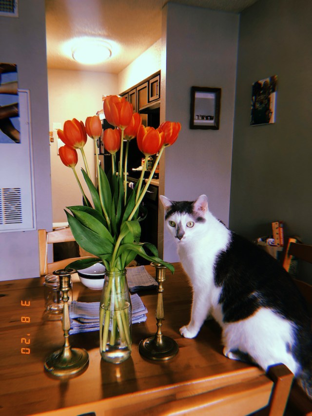 white and grey cat standing by a vase of tulips on a table