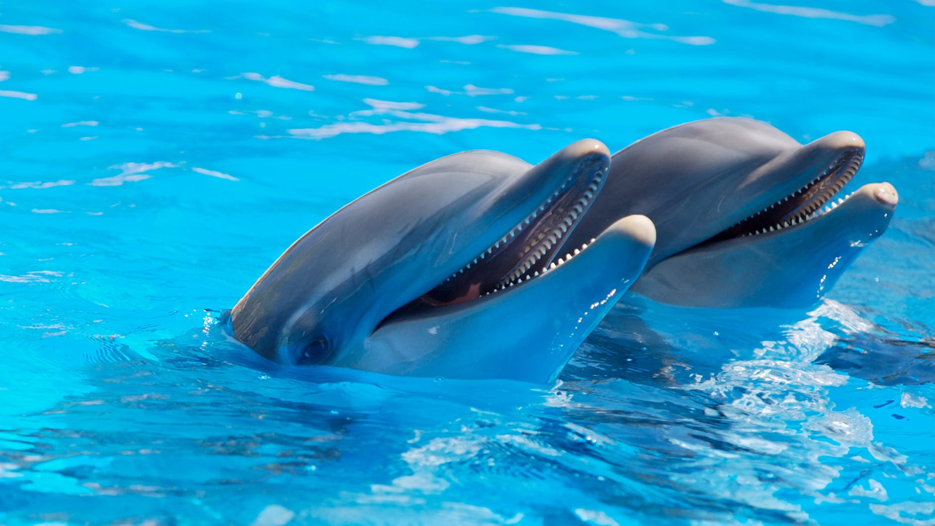 Profile picture of Dolphin Facts
