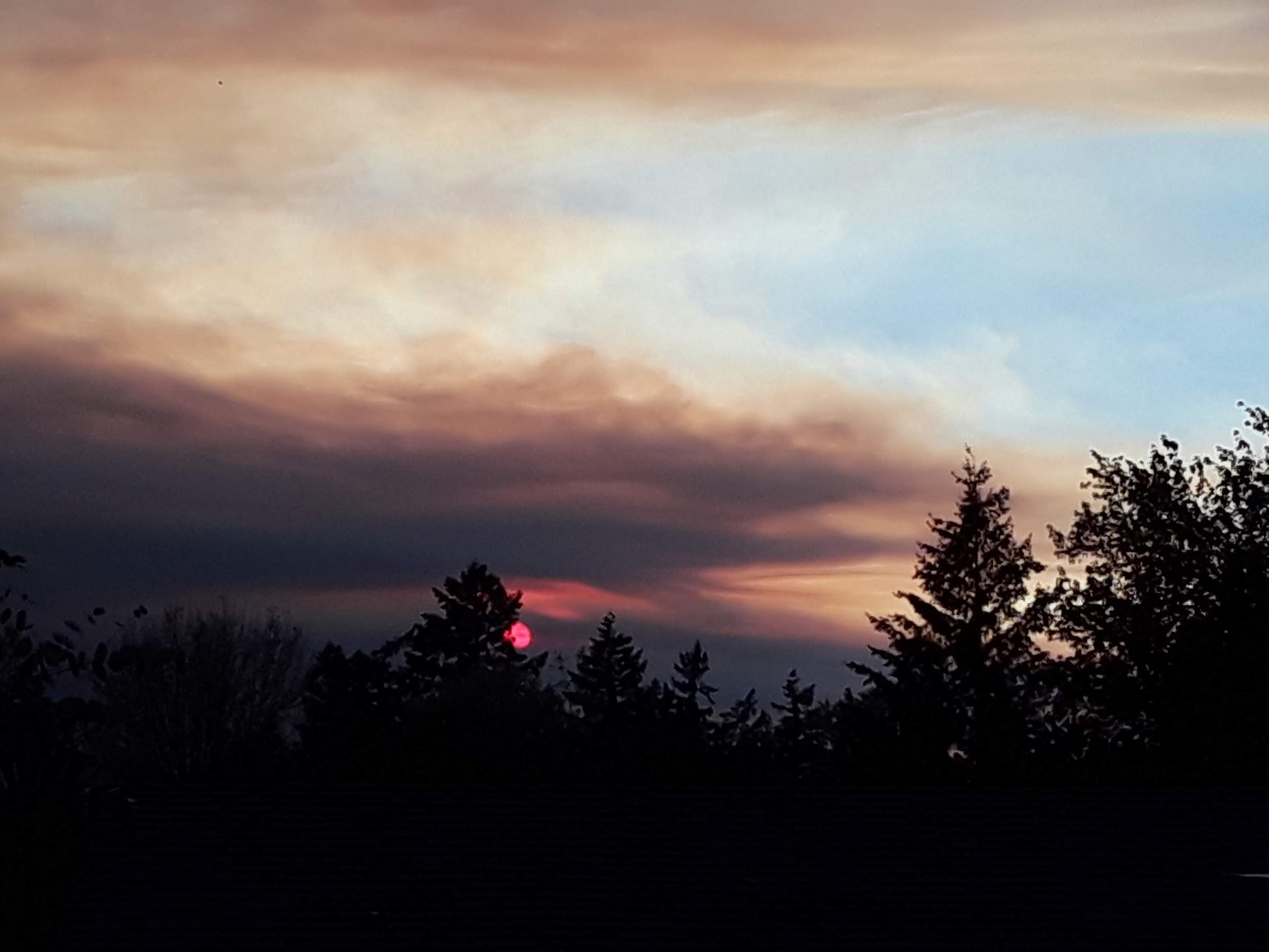 Shoshana Raphael profile image