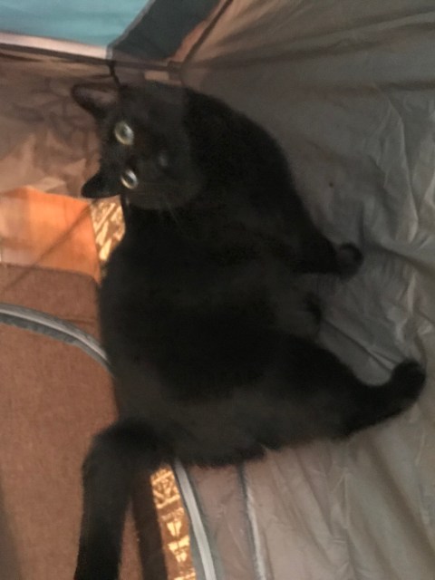 A panicked-looking black cat inside a camping tent, looking up wide-eyed and a bit blurred by motion.