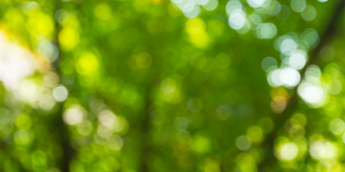 very blurry photo of trees from afar, resulting in soft green lighting