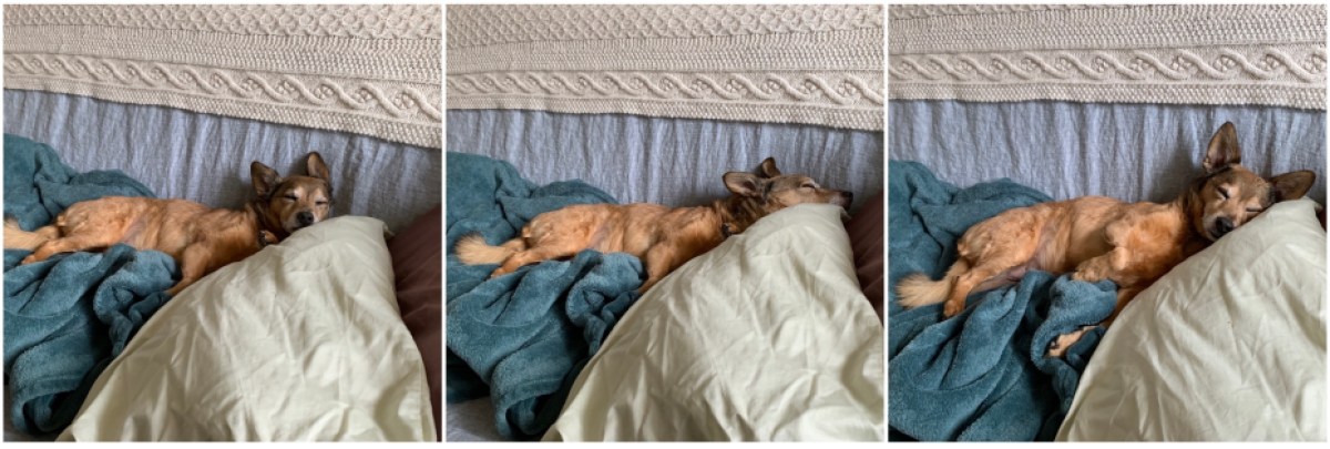 Queer Girl's small brown dog, sleeping deeply on a pile of blankets and pillows