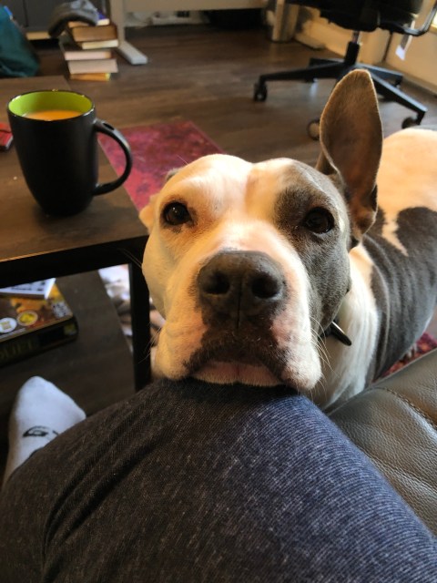 A large mixed-breed dog with gray and white coloring leaning its head on the knee of the person taking the photo, as if begging for food