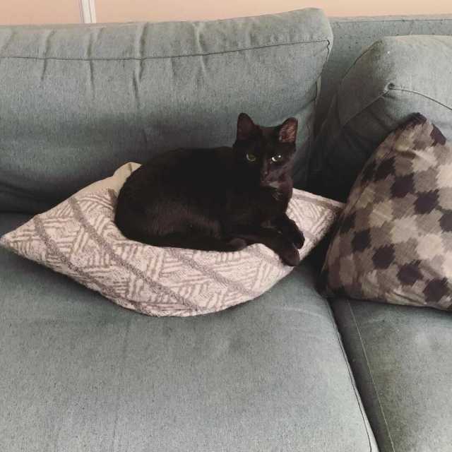 A small black cat curled up on a throw pillow