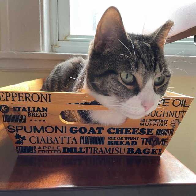 a gray and white tabby cat curled up in a food tray