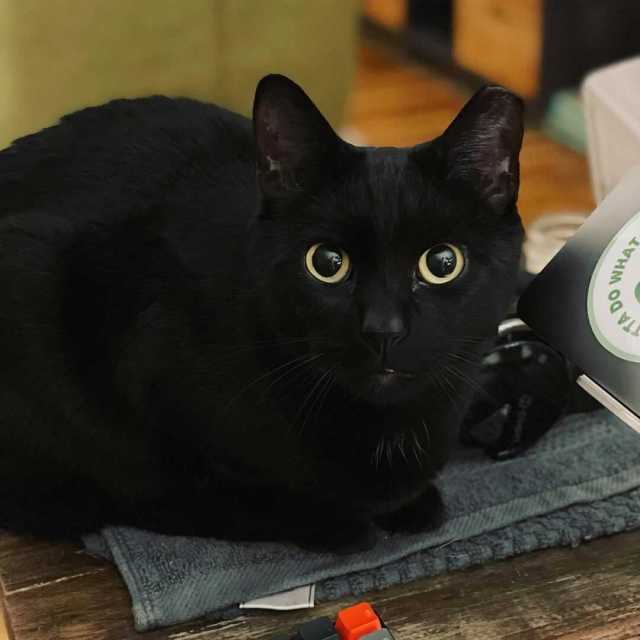 A small all-black cat with large yellow eyes staring at the camera