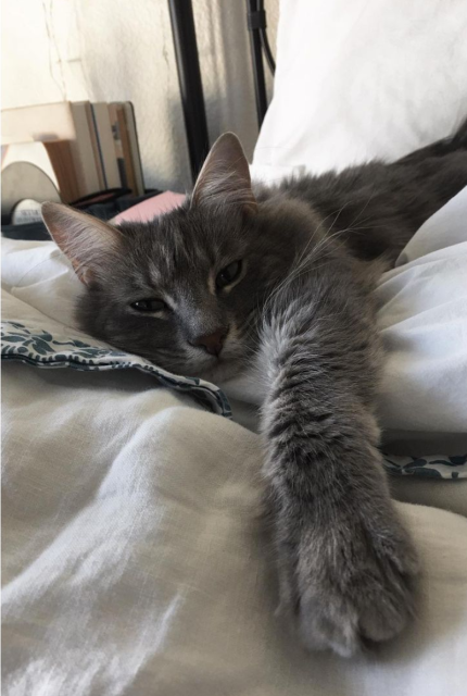 A gray long-haired cat in some bedsheets