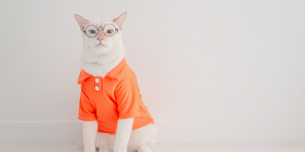 A photo of a white short-haired cat wearing a neon orange polo shirt and eyeglasses, looking judgy