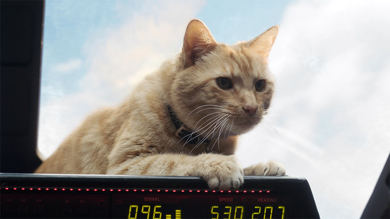 Goose lies on the dashboard of Carol Danvers' space plane