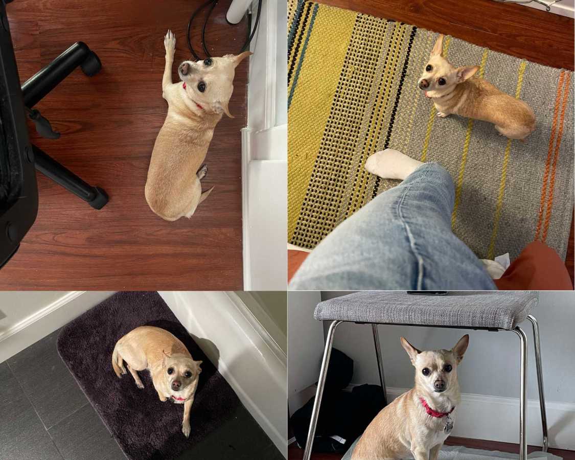 Four pictures of a small chihuahua Carol following her Dad around all day. She's on the bathmat, she's under the chair, she's on the rug, she's under the desk, she's everywhere!