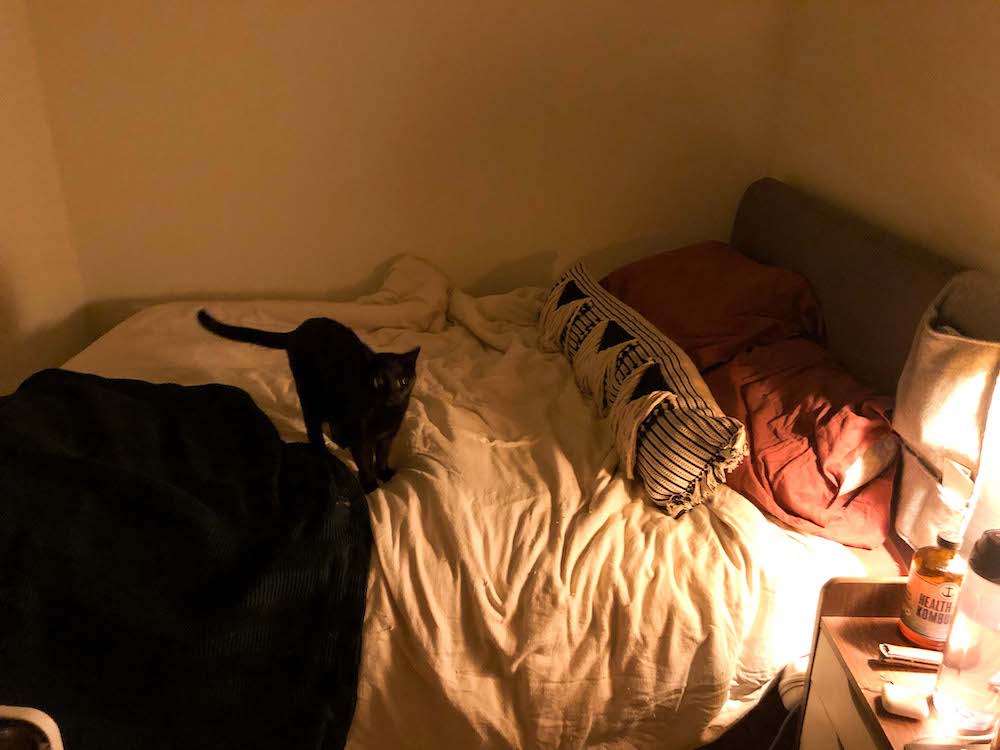 A dimly lit photo of Rachel's bed, in a small bedroom with bare walls, featuring a white comforter, red pillows and a black & white decorative pillow over a gray headboard, with a small black cat standing as if lost in thought in the center