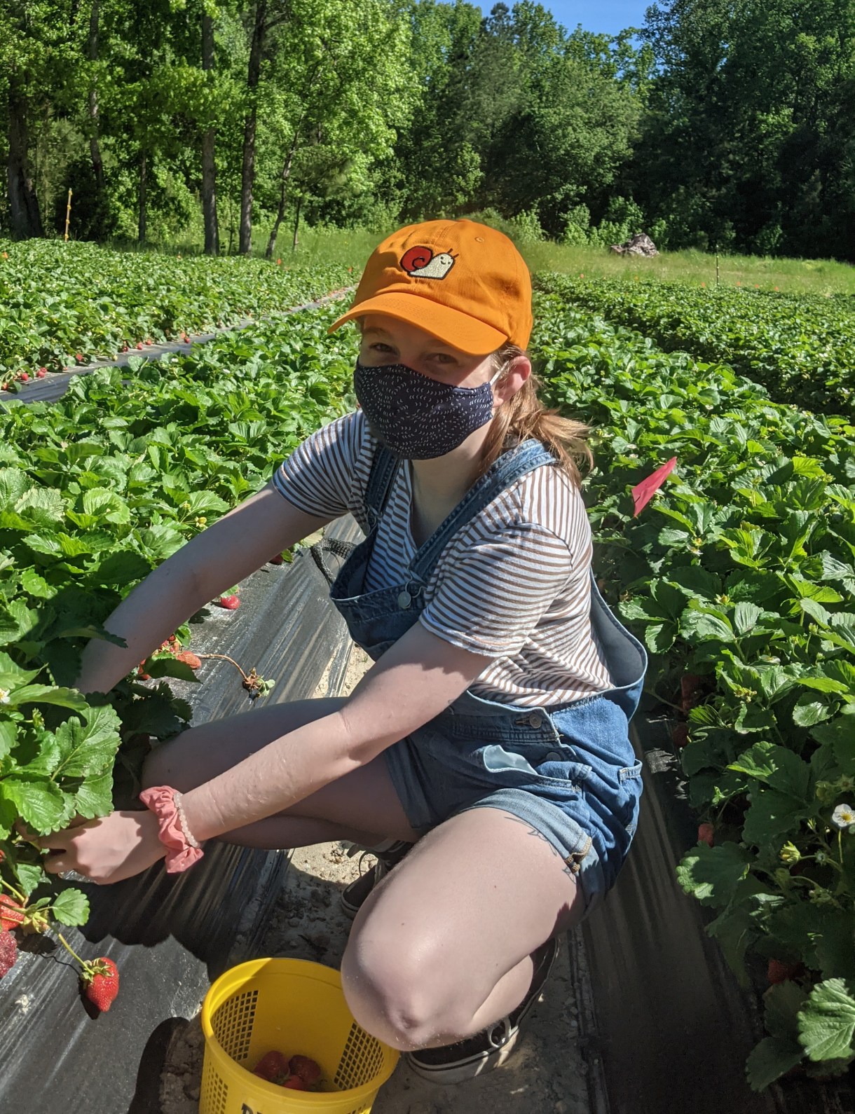 Olivia wearing a mask and picking strawberries