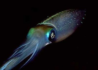 Gay Squid profile image