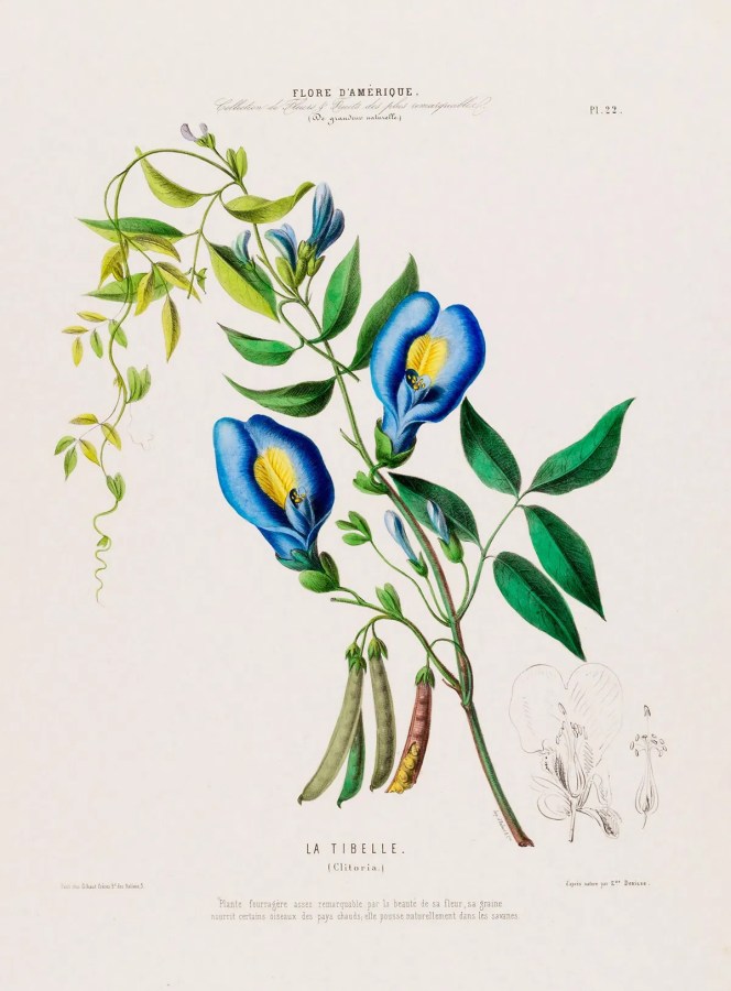 botanical print of a plant that looks like genitalia