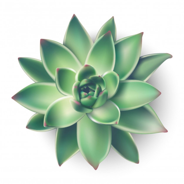 Profile picture of succulents greener