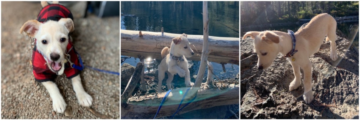 A collage of a small white puppy camping!