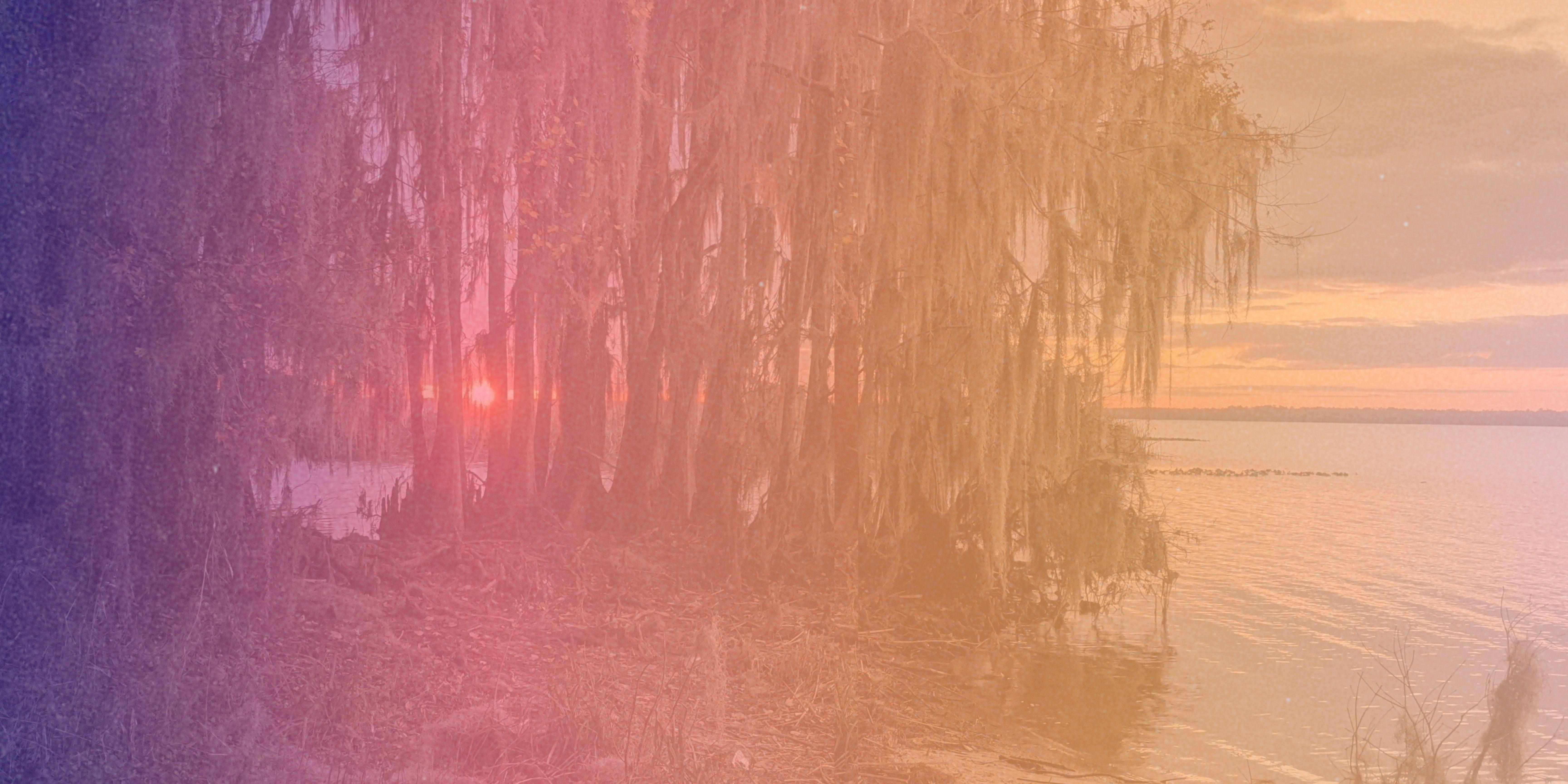 Willow trees along the coastline of Florida.