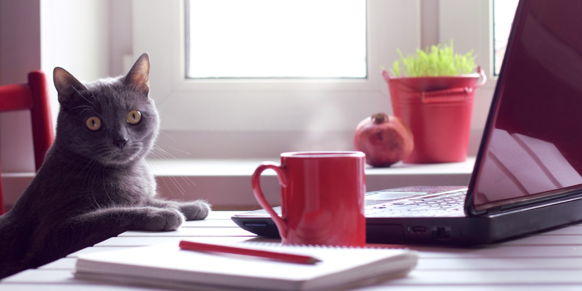 a cat sits at a desk with a laptop and a steaming cup of coffee, looking perplexed