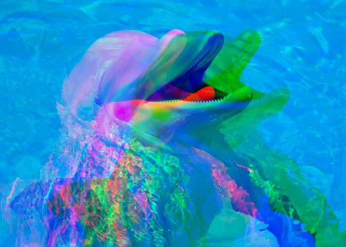 A psychedelic dolphin image. Very sinister.