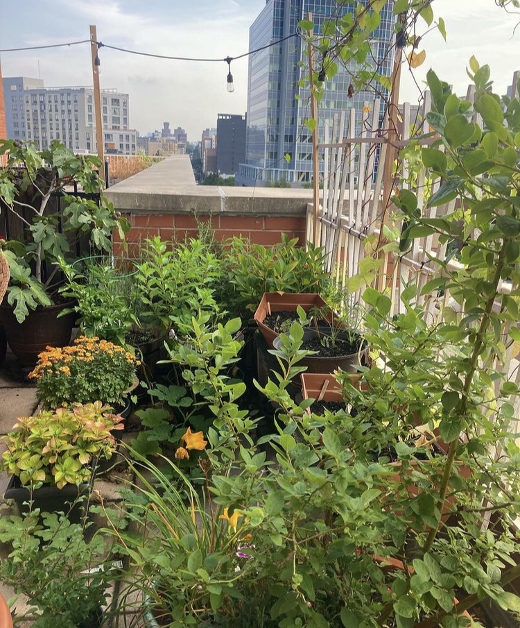 A rooftop garden in the Bronx boasts a bounty of green plants, the cityscape visible in the background.