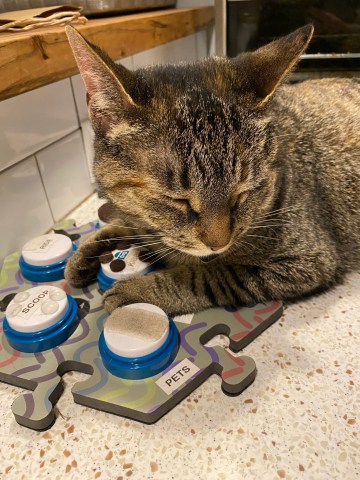 A blind tabby cat sits with those talking animal buttons, her paws around the one that says "kibble". The buttons have textures on them.