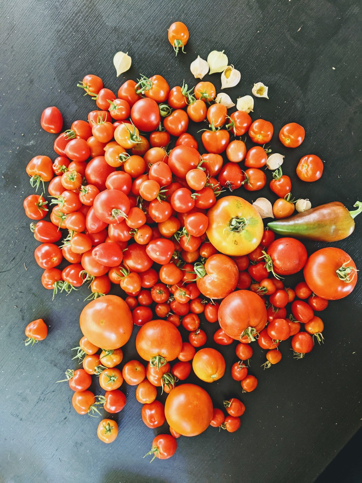 a bunch of tomatoes of varying sizes as well as a few peppers and ground cherries spill out across a table in reds, oranges and yellows.