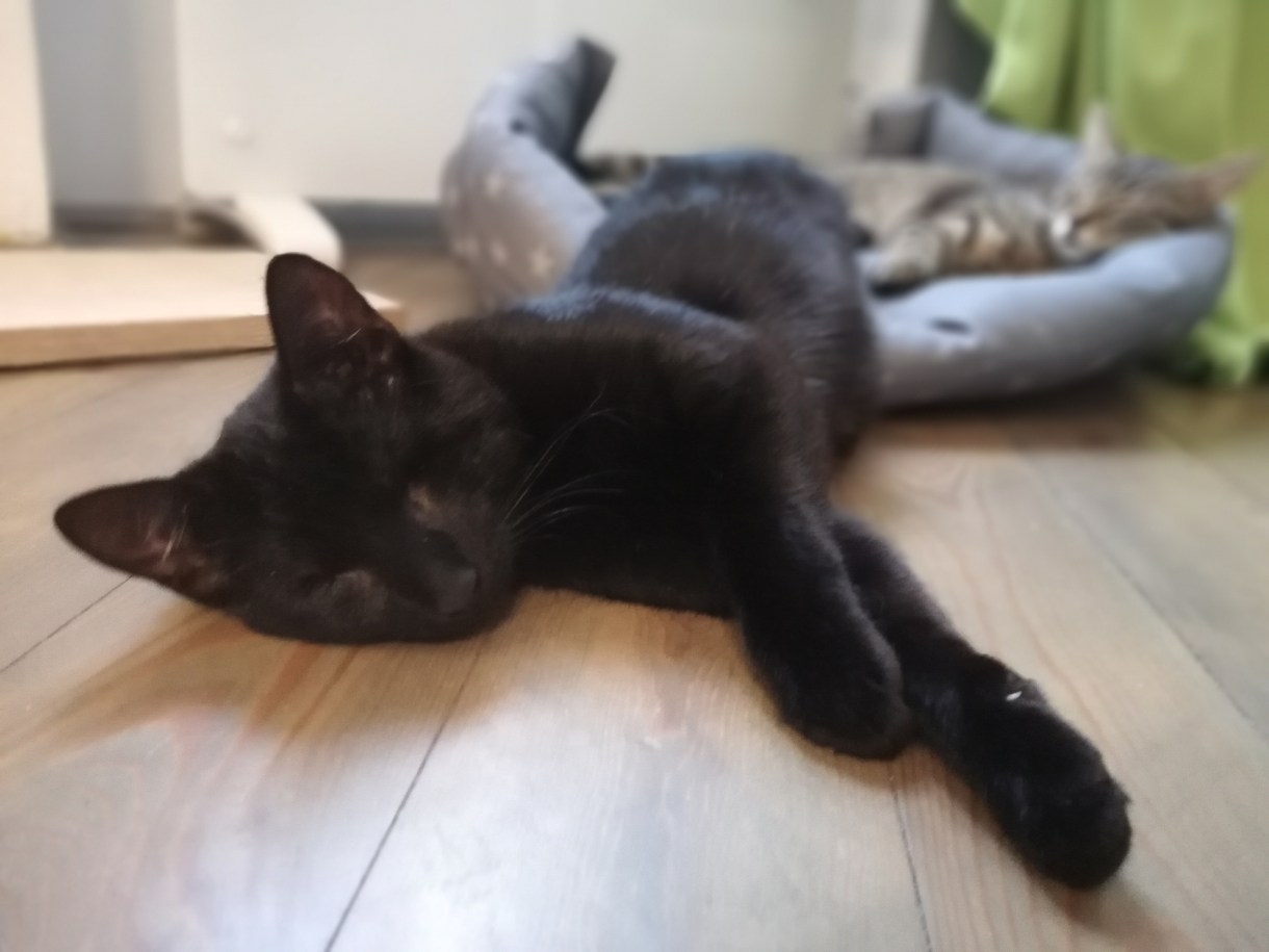 A black cat stretches out while lounging on the floor.