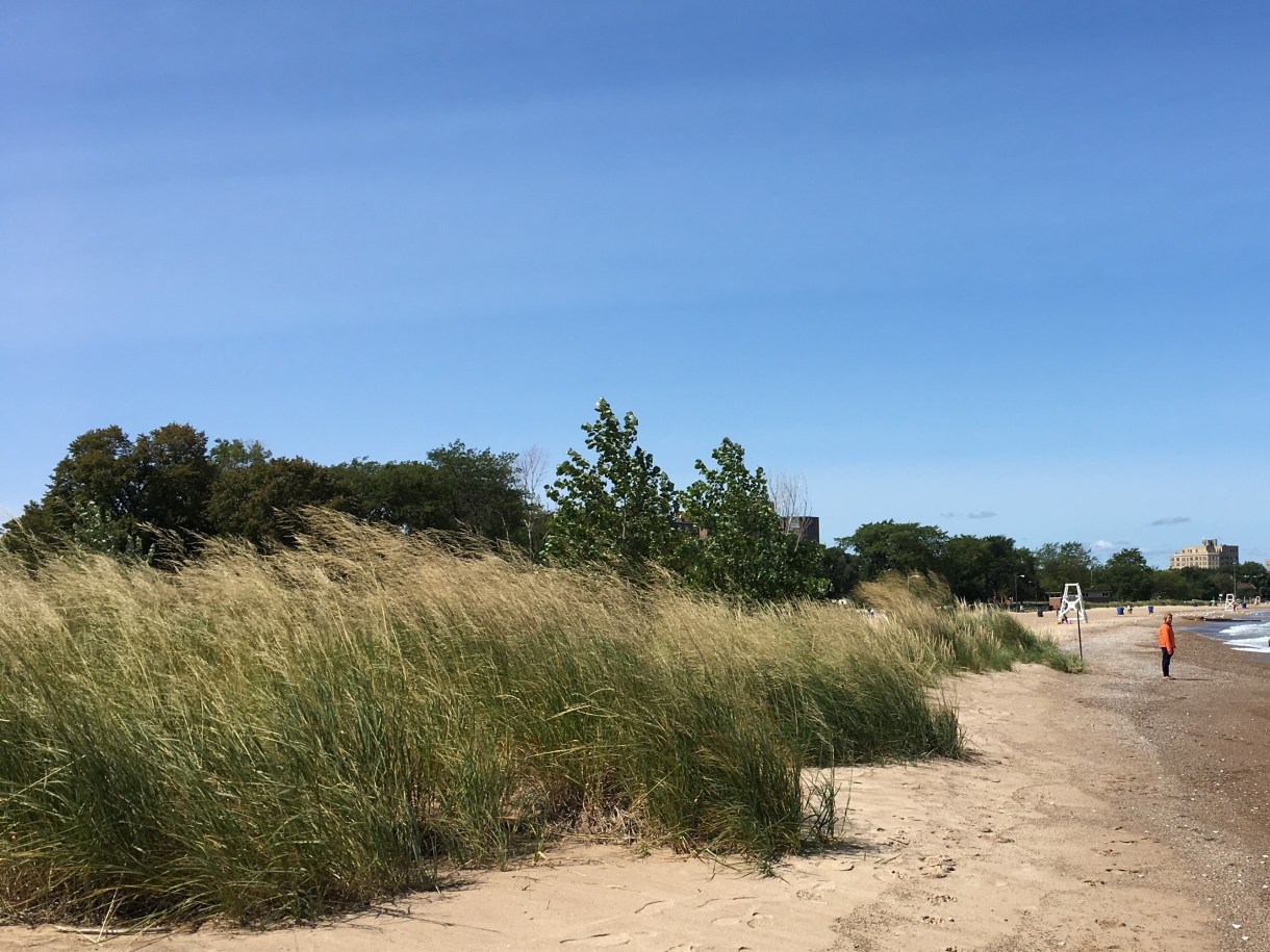 an image of sand dunes, covered in grasses, blowing in the wind on a sunny day