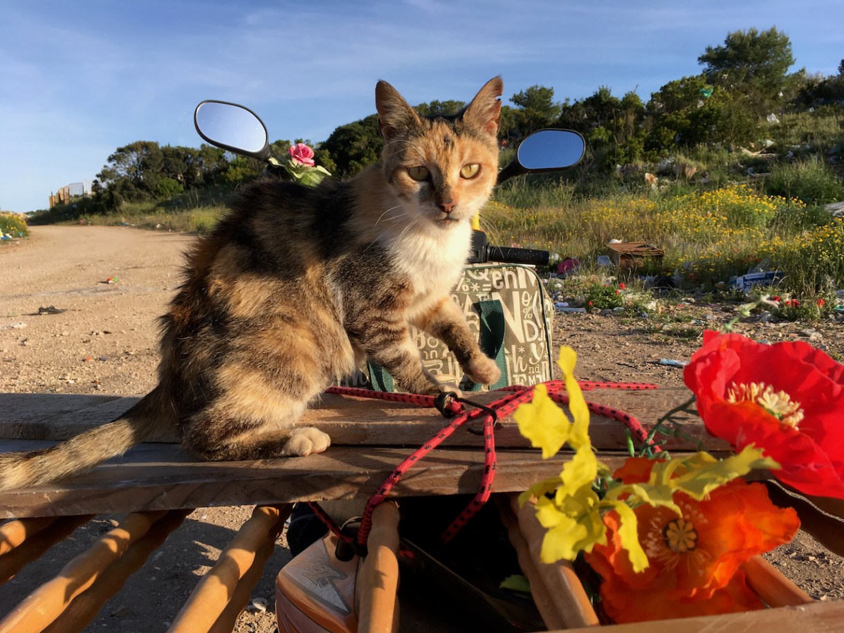 This is an image of a calico cat on top of a structure, outside, looking at the camera.