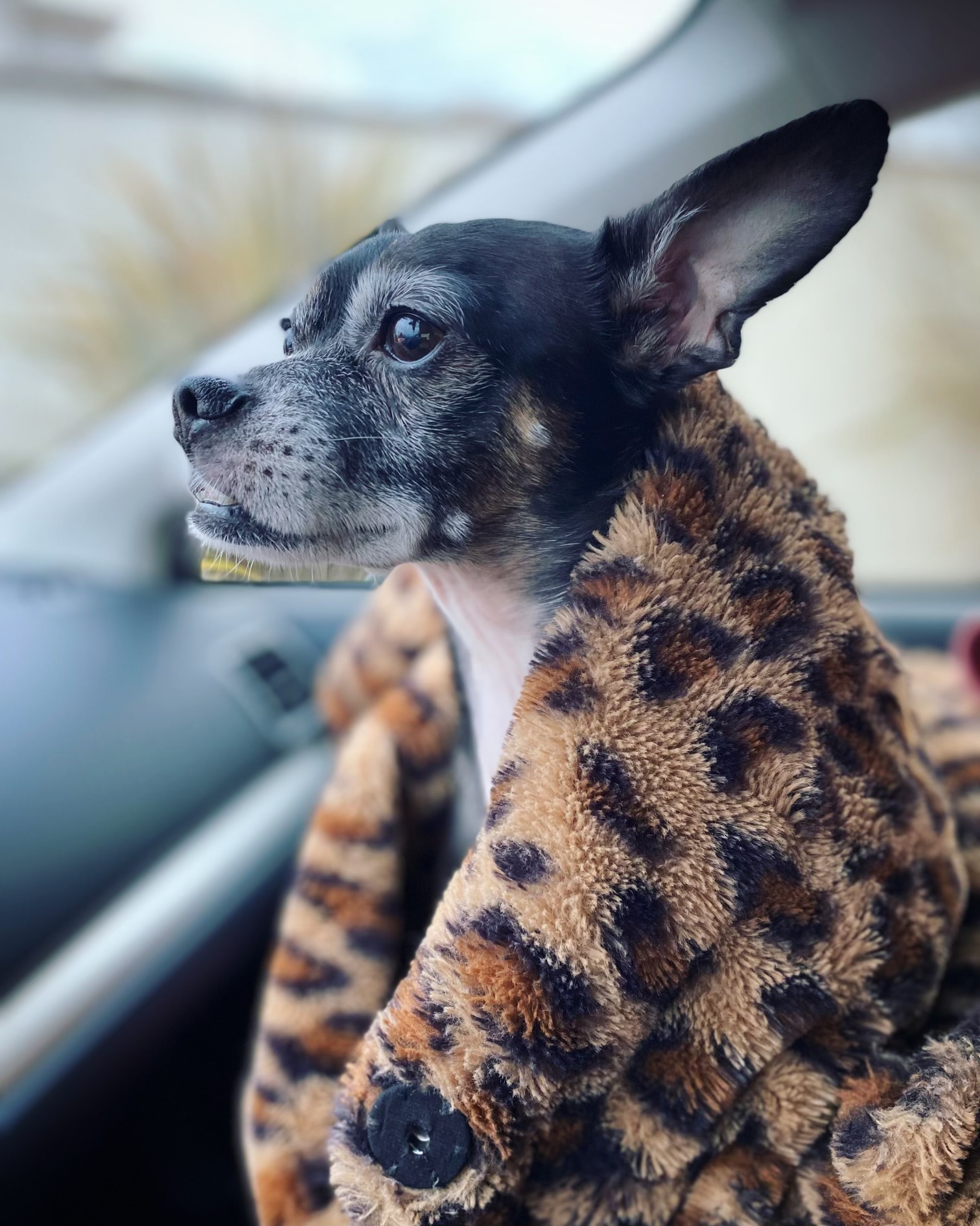 Zucchini Arson Friedman profile image