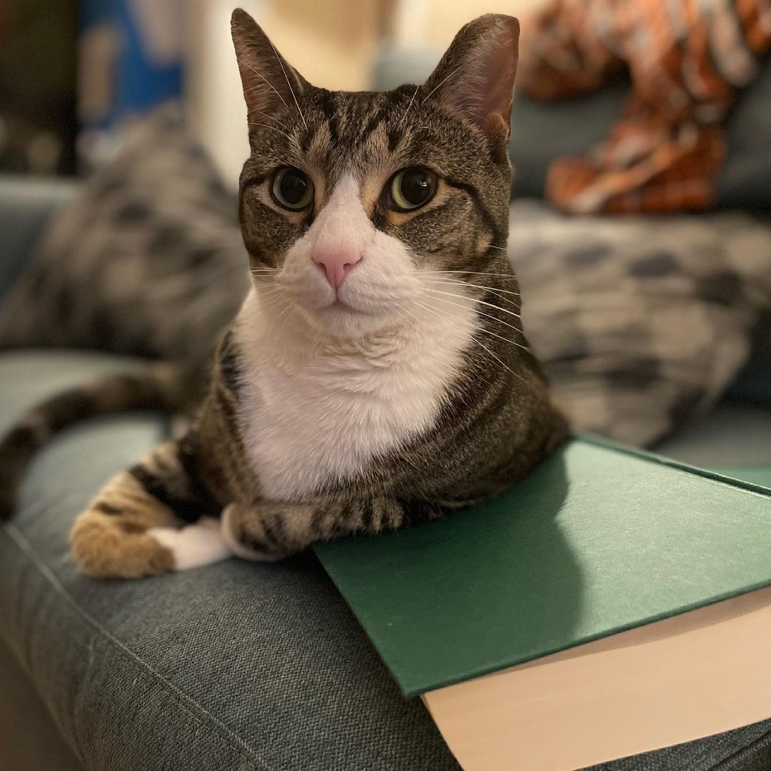 Profile photo of Socks Bobbi