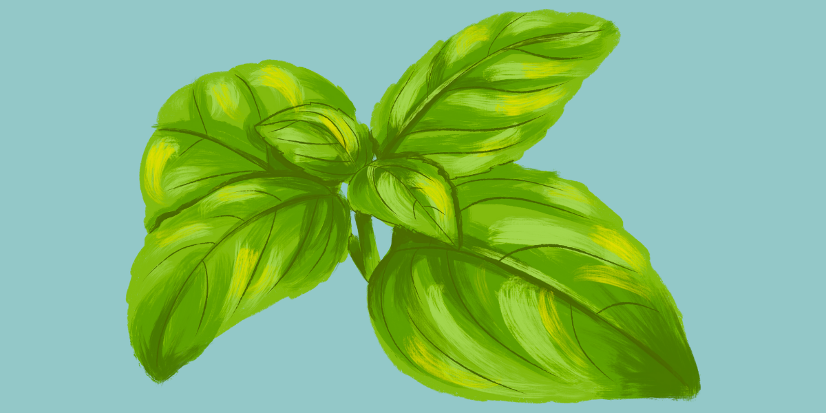 Basil against a blue background