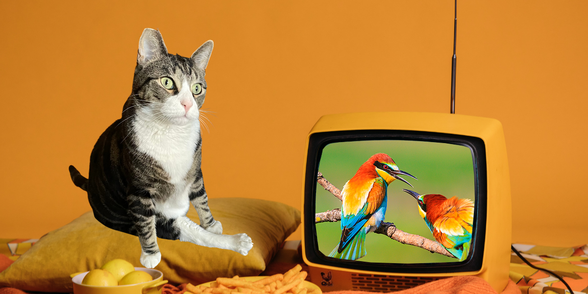 An orange background. A grey and white tabby cat sits on an orange pillow. On the orange TV are two brightly colored birds.