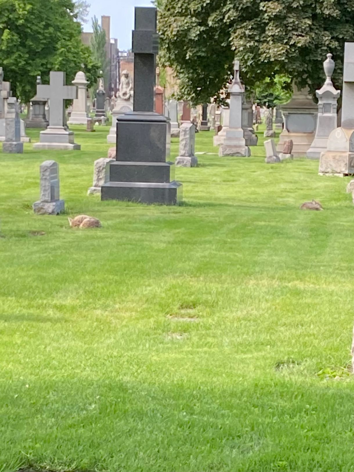 two coyotes sleep on the lawn in a cemetery