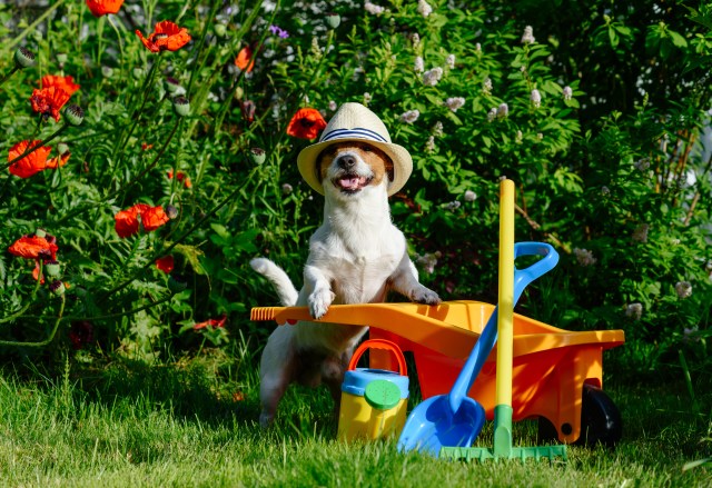 A small dog posed as a gardener, leaning on a plastic children's wheelbarrow with tools nearby, all in front of poppy flowers