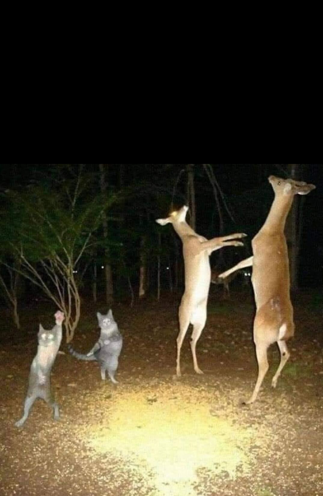 a photograph of a wooded clearing showing two cats standing upright as well as two deer standing upright, all on hind legs. It is night. A bright camera light illuminates their eyes. They look like they are dancing.