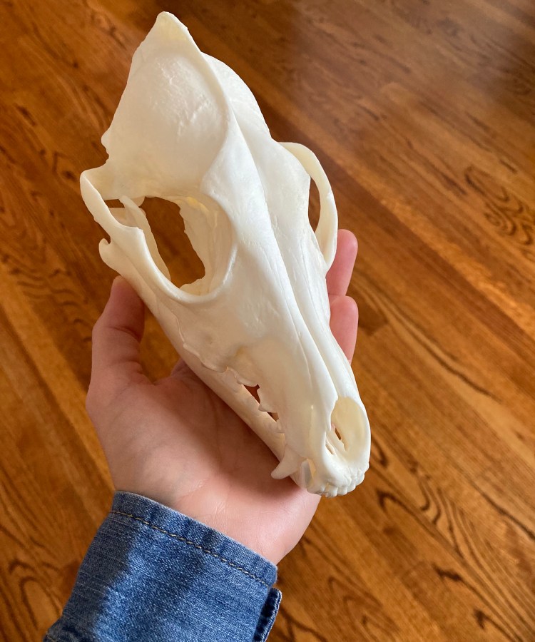 Ro holds up an animal skull.