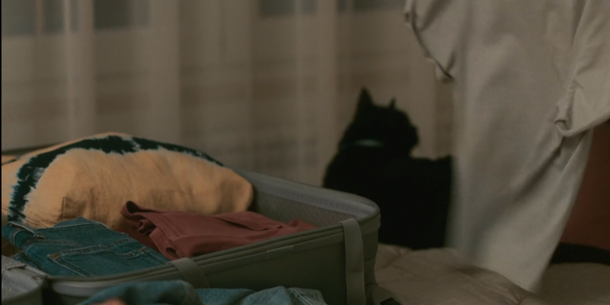 Suitcase full of clothes on a bed with a cat