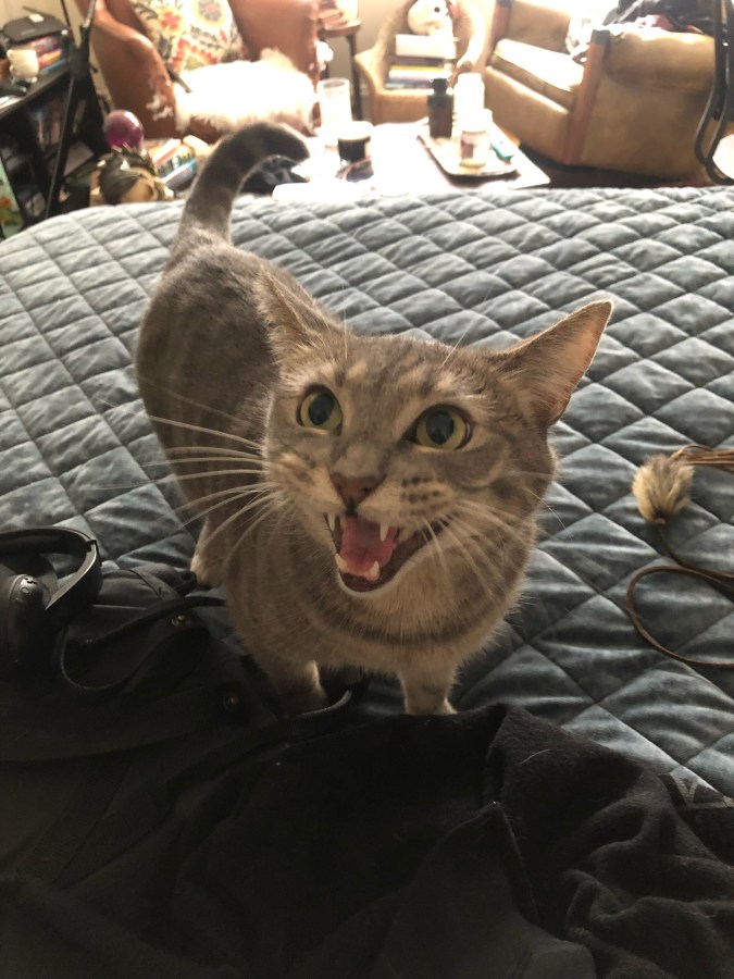 a yowling cat looks up at the camera from its place standing on the bed. she is a small gray and white cat