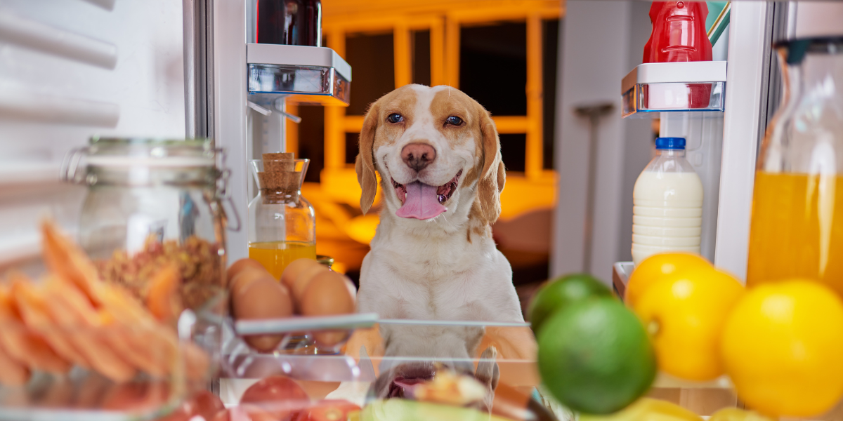 a very cute image of a dog smiling and looking into a refrigerator with a variety of foods in it. the photo is taken from inside the fridge, facing out so as to have a perspective facing the cute dog.